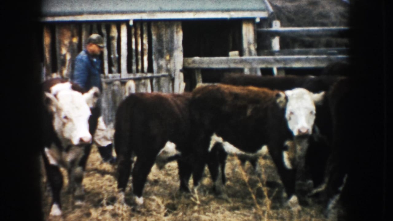A man in a blue shirt walks behind Hereford cattle in a 1953 South Dakota farm enclosure.