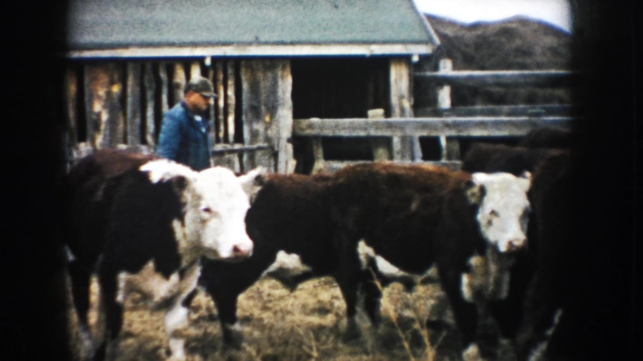 Farmer in blue jacket stands behind brown and white cattle in a wooden corral.