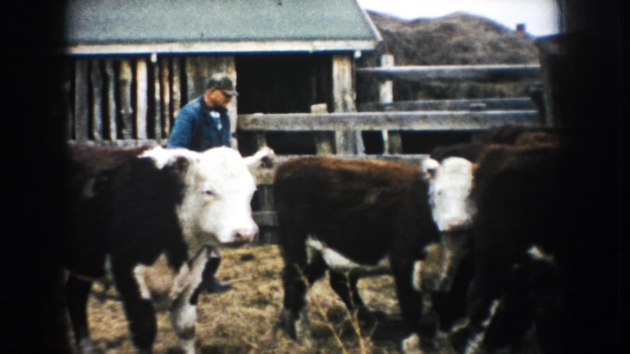 1953 South Dakota farm frame with white-faced cattle close to camera and a farmer partly visible near the corral fence.