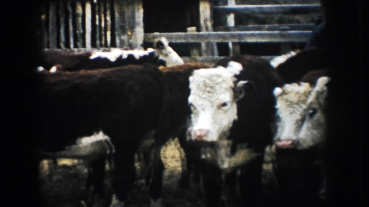Close 8mm view of cattle with white faces and dark coats in a South Dakota corral, with fencing behind them.