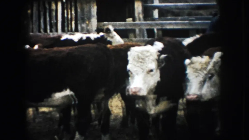 Close 8mm view of cattle with white faces and dark coats in a South Dakota corral, with fencing behind them.