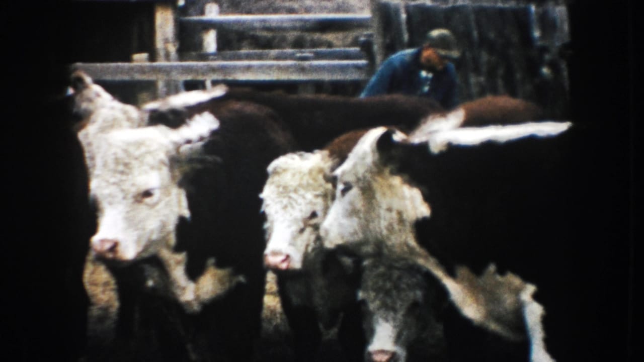 1953 South Dakota 8mm frame showing clustered cattle in the foreground and a farmer bending near the wooden corral.