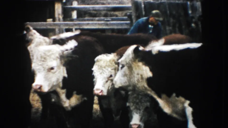1953 South Dakota 8mm frame showing clustered cattle in the foreground and a farmer bending near the wooden corral.