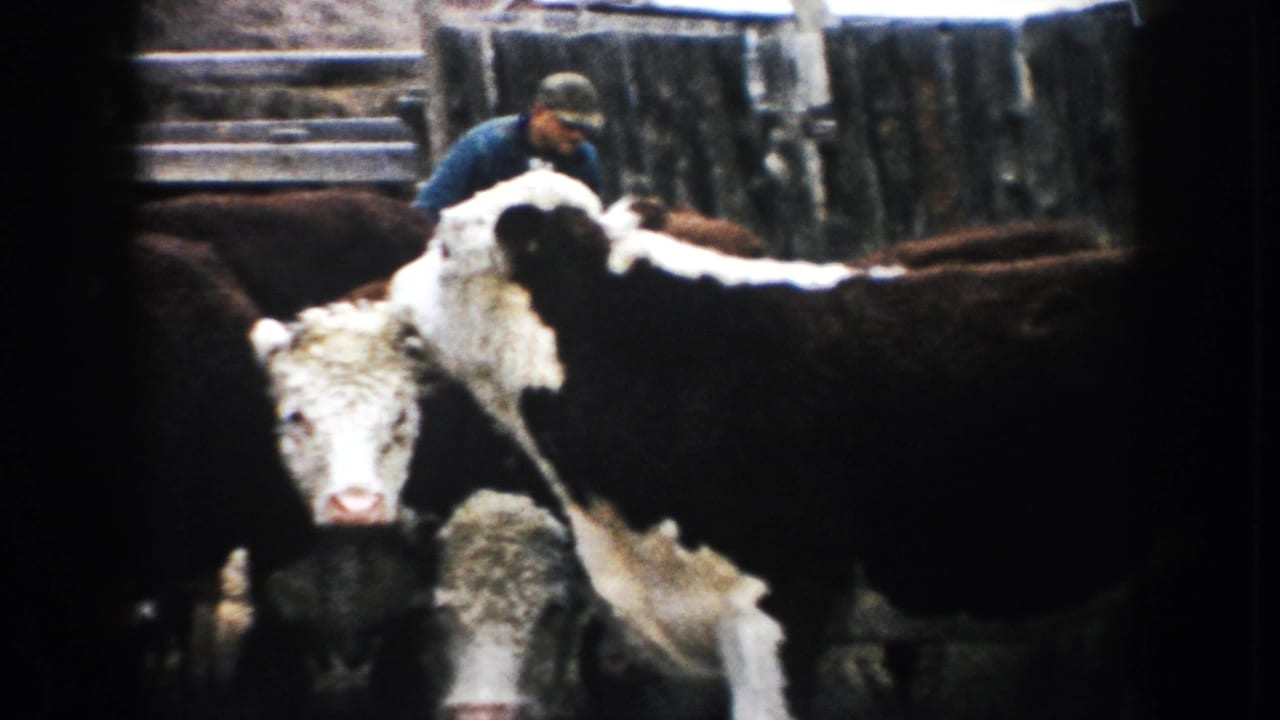 Hereford cattle crowd a wooden pen while a man in a blue shirt stands behind them.