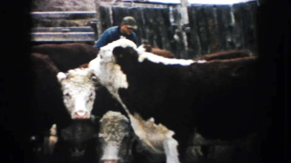 1953 South Dakota ranch footage showing Hereford cattle in a wooden-fenced pen with a man tending the herd in the background.