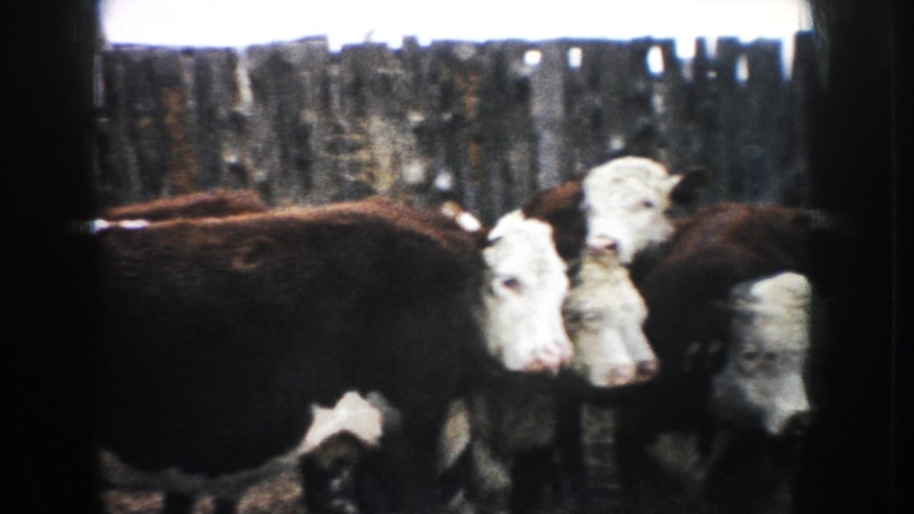 Hereford cattle move through a fenced ranch pen in South Dakota, filmed in soft color on 8mm home-movie stock.