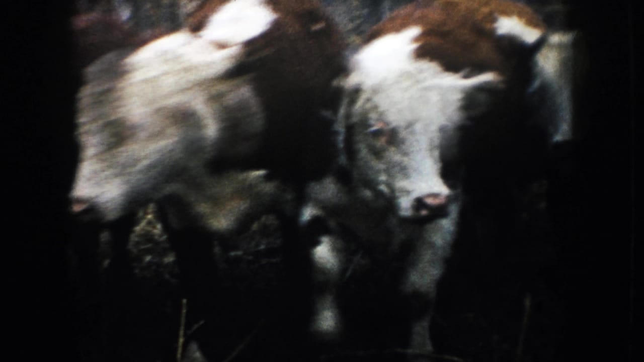 Close view of cattle faces and bodies in the ranch pen, with motion blur and dark 8mm exposure.