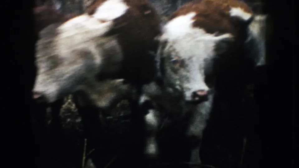 Close view of cattle faces and bodies in the ranch pen, with motion blur and dark 8mm exposure.