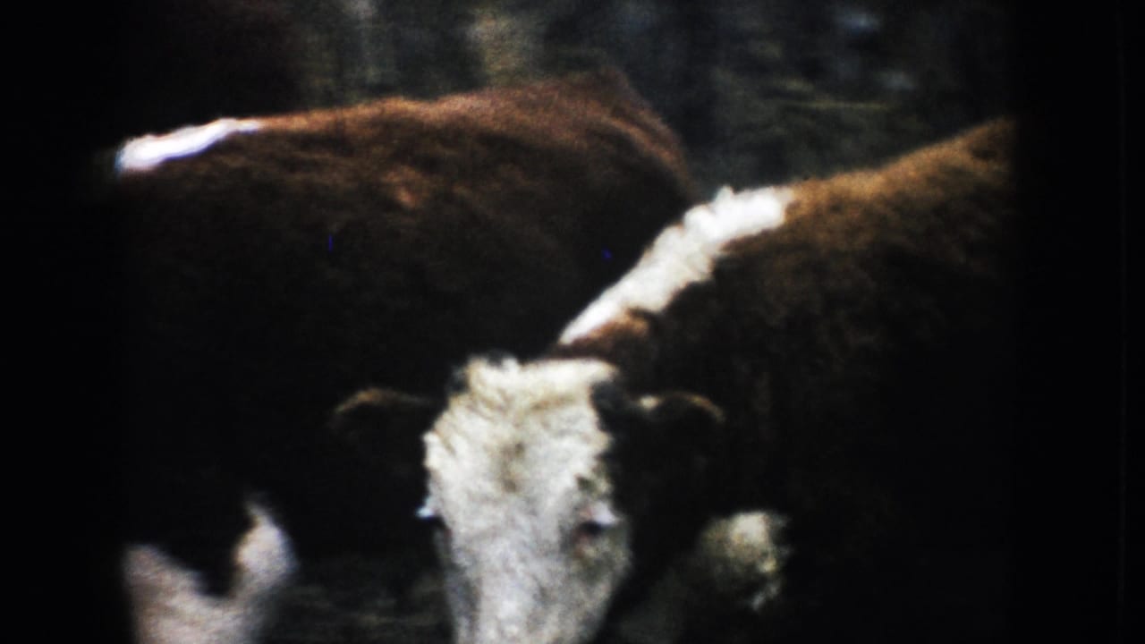 A white-faced Hereford stands close to the camera as other cattle cluster behind it in the South Dakota ranch enclosure.