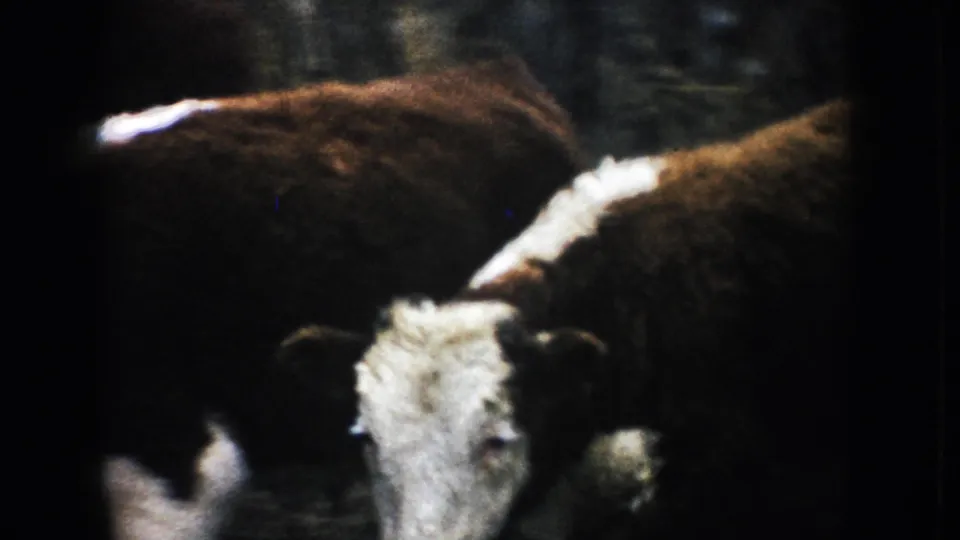 A white-faced Hereford stands close to the camera as other cattle cluster behind it in the South Dakota ranch enclosure.