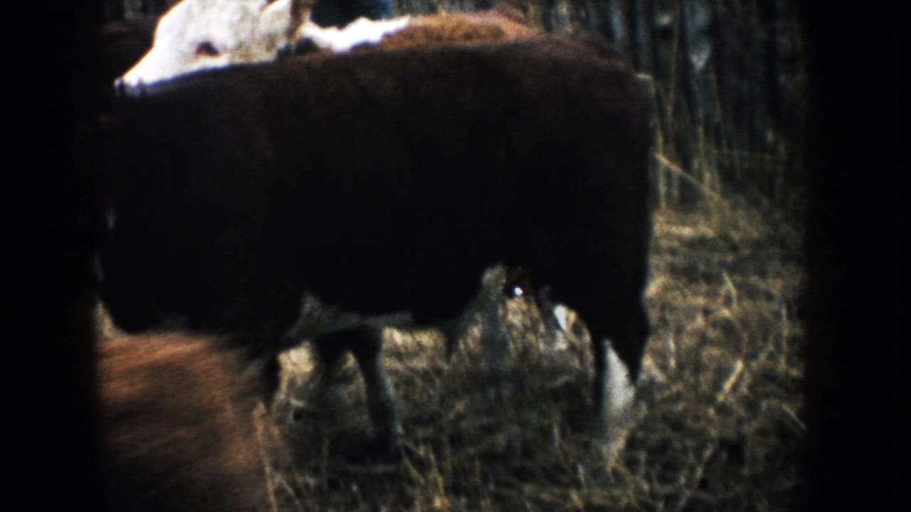 A black and white cow stands in a South Dakota farm enclosure in 1953 home-movie footage.