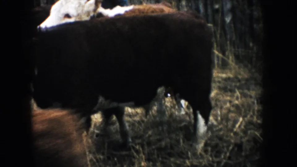 A black and white cow stands in a South Dakota farm enclosure in 1953 home-movie footage.