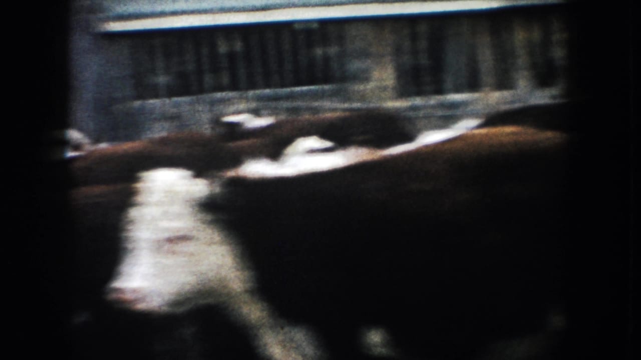 Cattle pass close to the 8mm camera, with wooden fencing visible behind them.