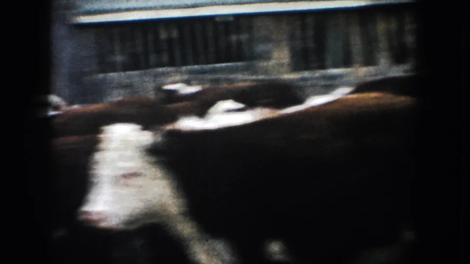 Cattle pass close to the 8mm camera, with wooden fencing visible behind them.
