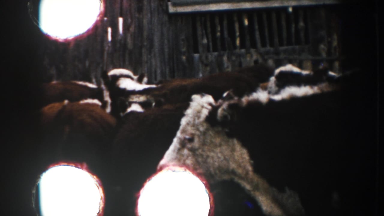 Several cattle gather in a dim farm enclosure, with a circular bright flare and wooden slats visible.