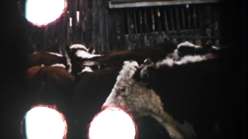 Several cattle gather in a dim farm enclosure, with a circular bright flare and wooden slats visible.