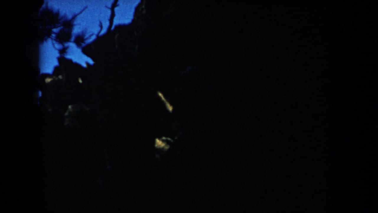 Very dark frame with blue sky patches, silhouetted branches, and faint yellow highlights.