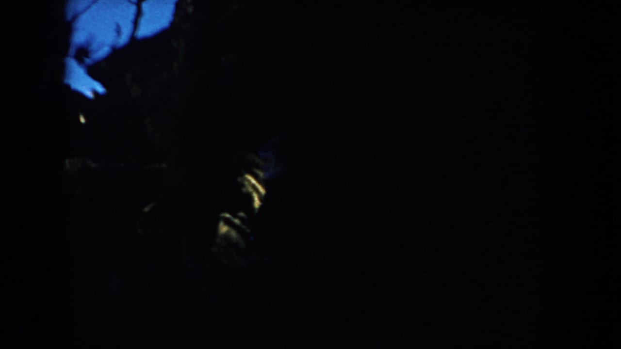A South Dakota 1953 home-movie frame with silhouetted branches, deep black exposure, and faint yellow-blue light in the upper area.