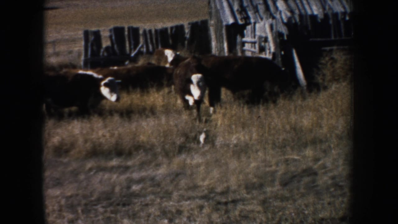 Cattle in a South Dakota farmyard stand near a weathered wooden barn and rough fencing, with dry grass in the foreground.