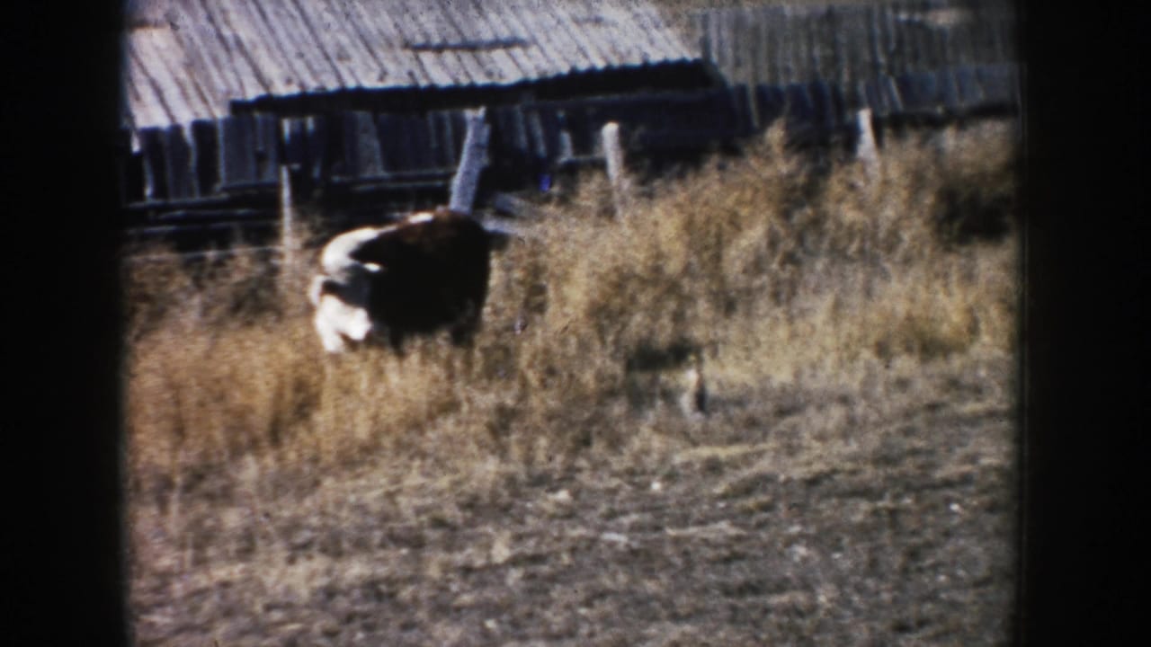 A cow moves across a dry South Dakota farmyard near weathered wooden outbuildings and fencing in faded 8mm color.