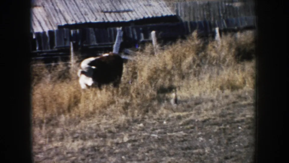 A cow moves across a dry South Dakota farmyard near weathered wooden outbuildings and fencing in faded 8mm color.