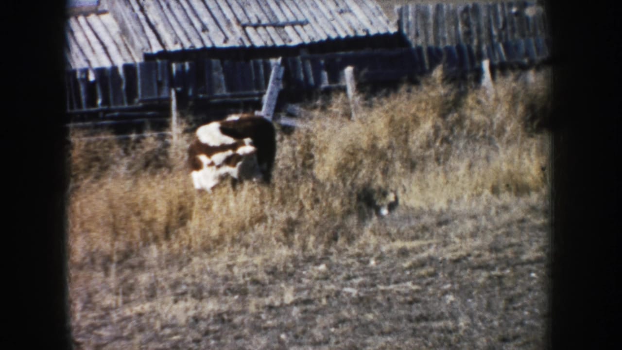 Brown-and-white cow grazing in dry grass near weathered wooden farm buildings.