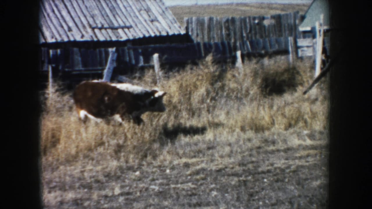 A brown-and-white cow moves through dry grass near wooden farm structures in South Dakota, filmed on 8mm in 1953.