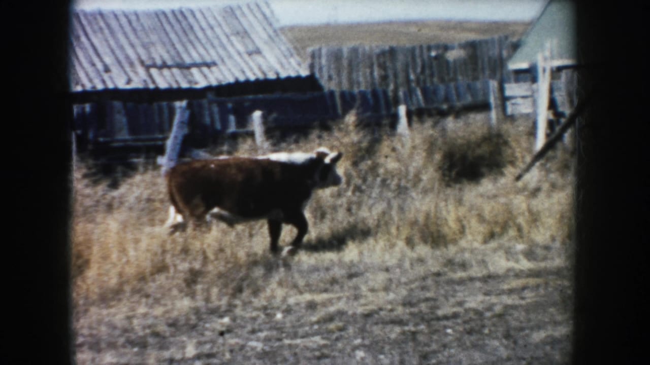 Brown-and-white cow crosses rough ground and dry grass near a weathered barn and fence in 1953 South Dakota home-movie footage.