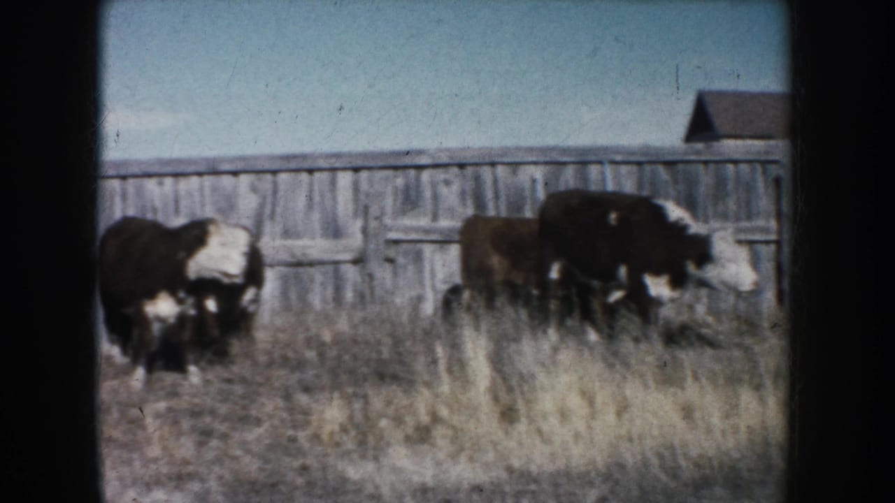Two cattle stand or graze near a wooden fence and barn wall in a dry South Dakota farmyard, shown in 1953 8mm footage.