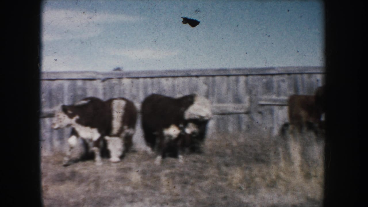 Several black-and-white cattle graze near a weathered wooden fence.