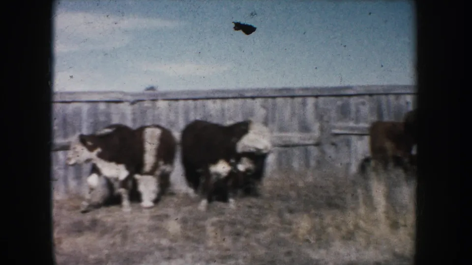 1953 South Dakota 8mm frame showing cattle in dry pasture beside a long wooden fence under a pale sky.