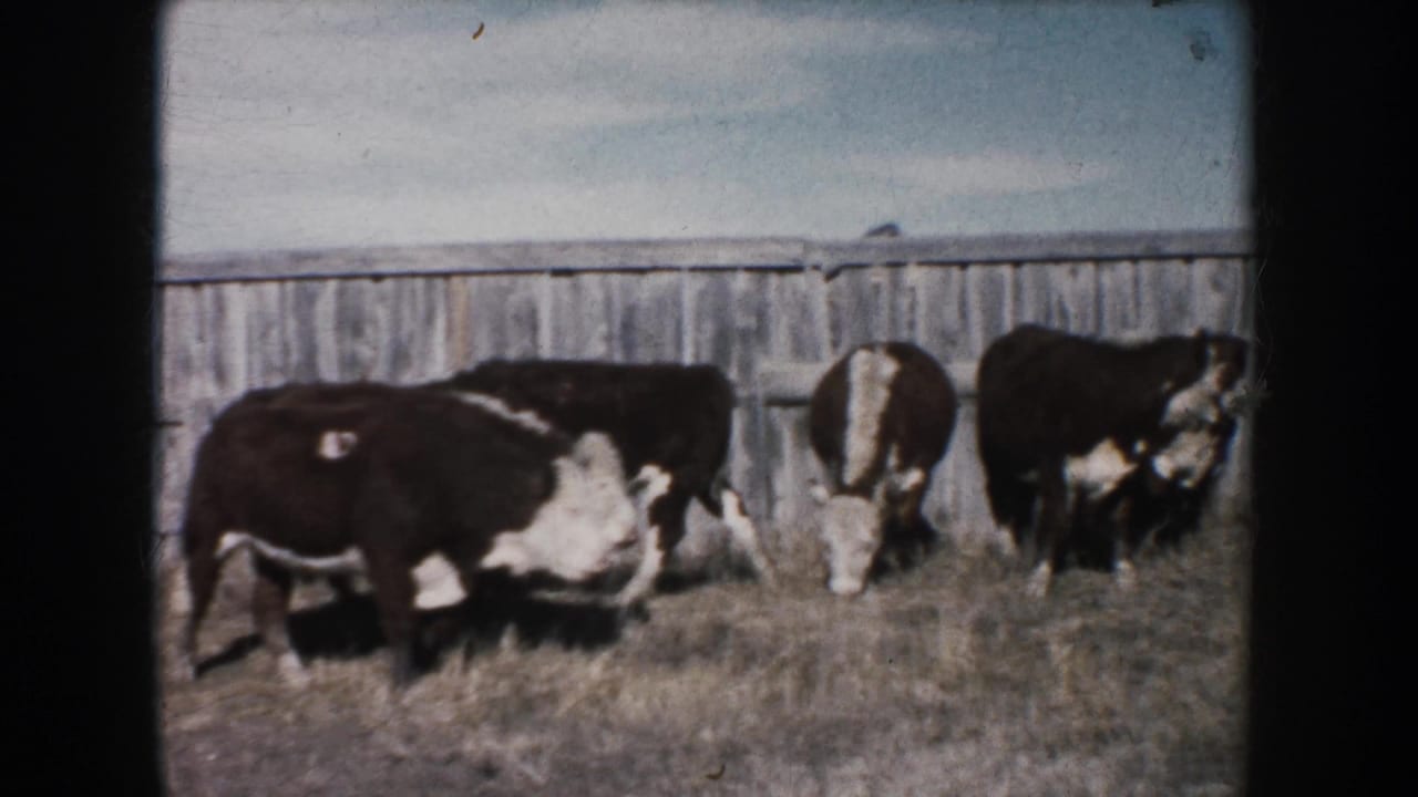 A group of cattle grazes near a weathered fence in 1953 South Dakota home-movie footage.