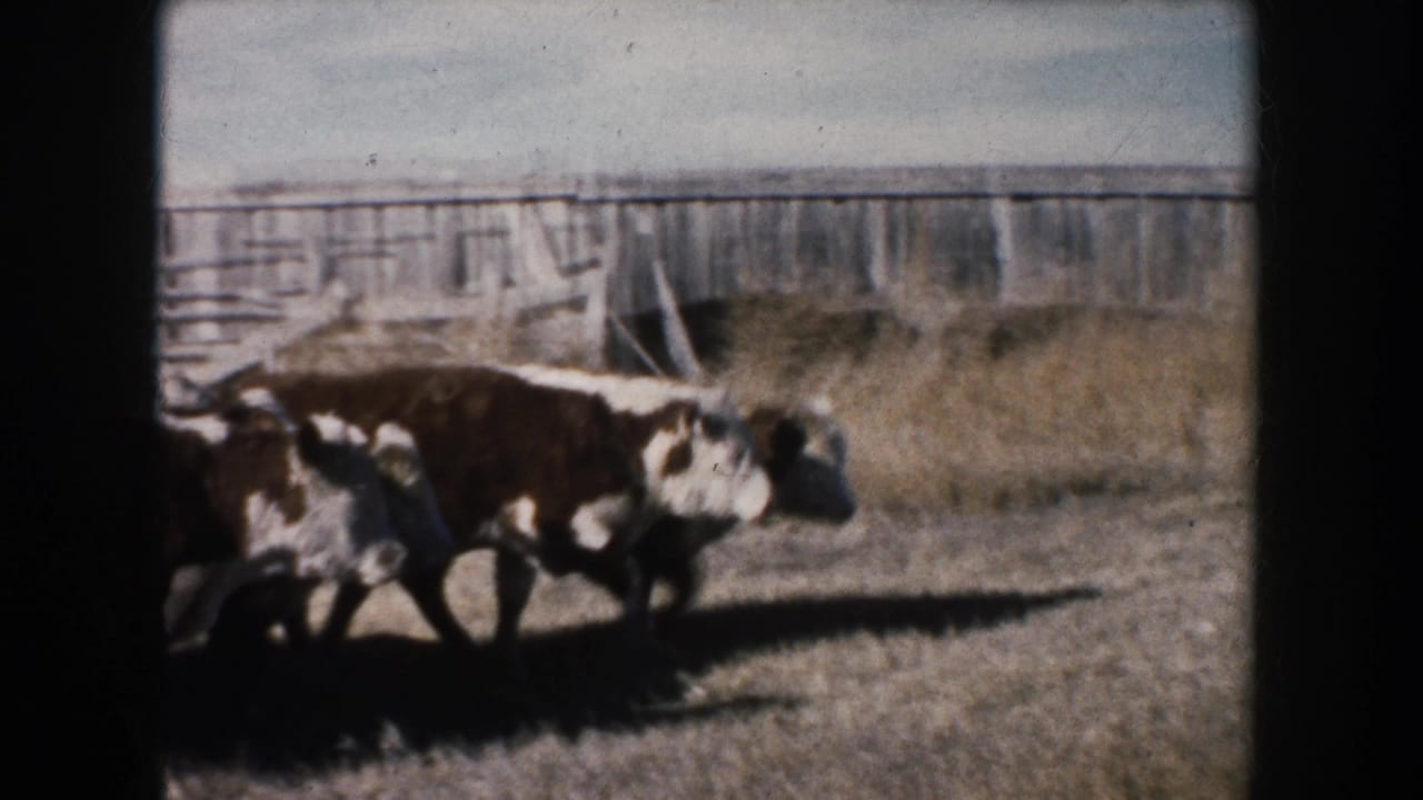 Two black-and-white cattle walk through dry South Dakota pasture with fencing and farm structures behind them.