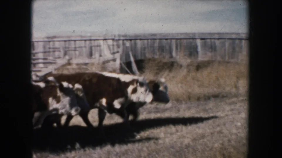 Two black-and-white cattle walk through dry South Dakota pasture with fencing and farm structures behind them.