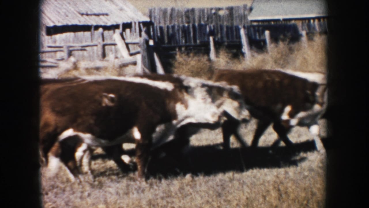 Close 1953 South Dakota 8mm view of cattle grazing near rustic wooden farm structures and fencing.