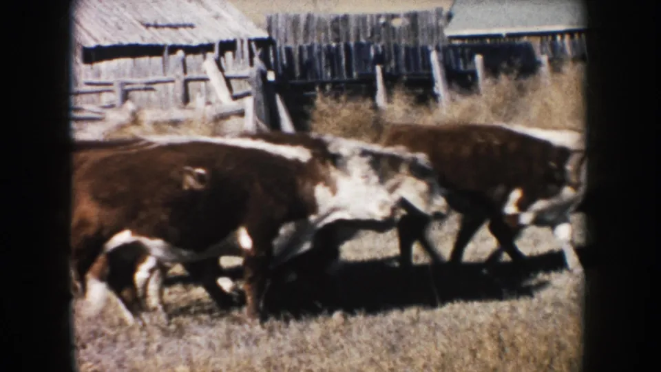 Close 1953 South Dakota 8mm view of cattle grazing near rustic wooden farm structures and fencing.