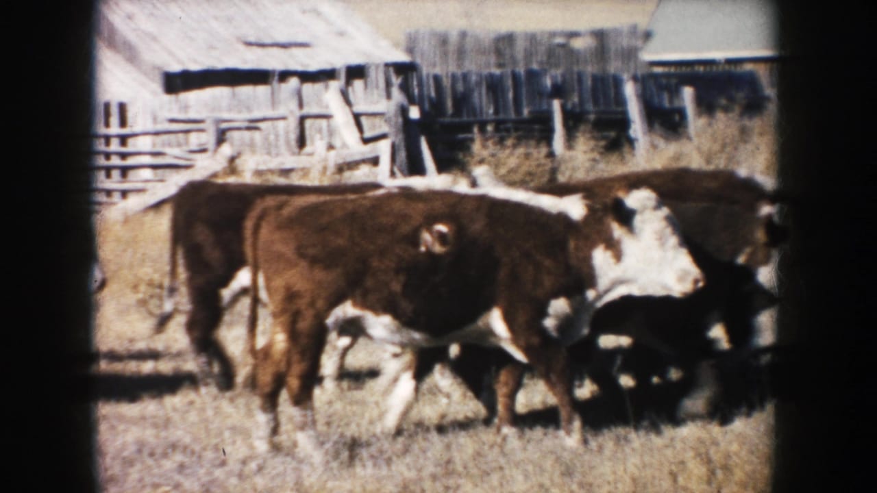 1953 South Dakota 8mm frame showing brown and white cattle moving across dry pasture near a weathered barn and wooden fencing.
