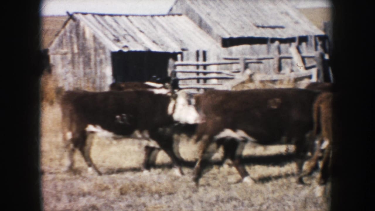 Brown and white cattle cross a dry South Dakota farm field near a weathered barn opening and rail fence in 1953 8mm footage.