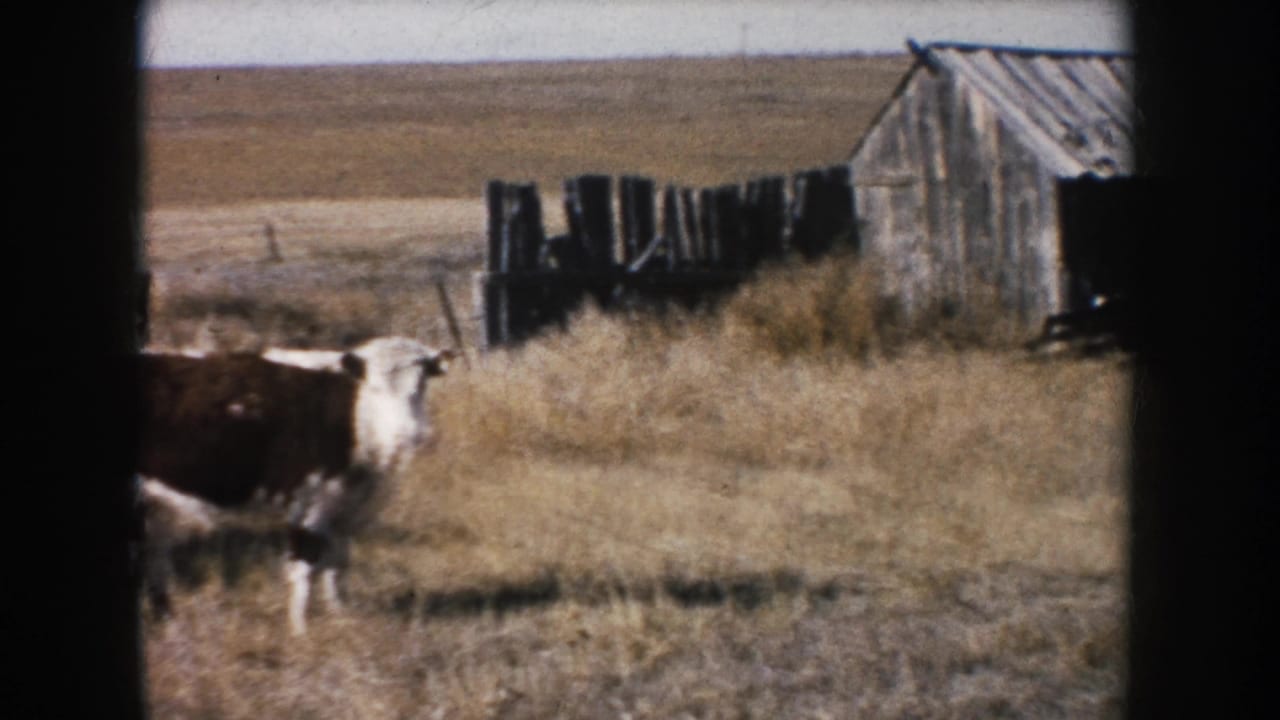 South Dakota farm frame with a cow partly visible in dry grass, a weathered barn, rough fencing, and open prairie beyond.