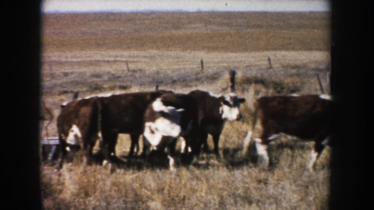 1953 South Dakota 8mm frame of cattle grouped in dry pasture, with fence posts and open prairie stretching behind them.