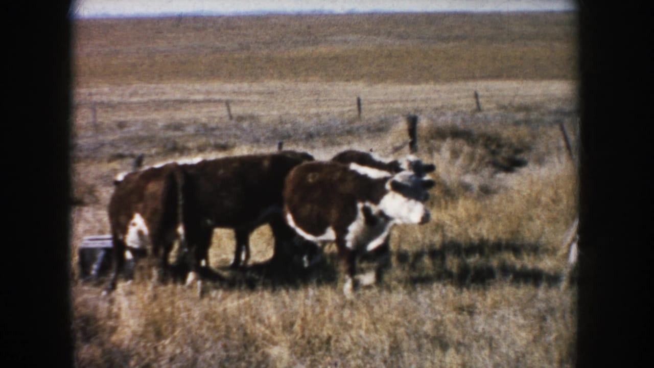 1953 South Dakota 8mm frame showing brown and white cattle gathered near a low water trough in open dry pasture.