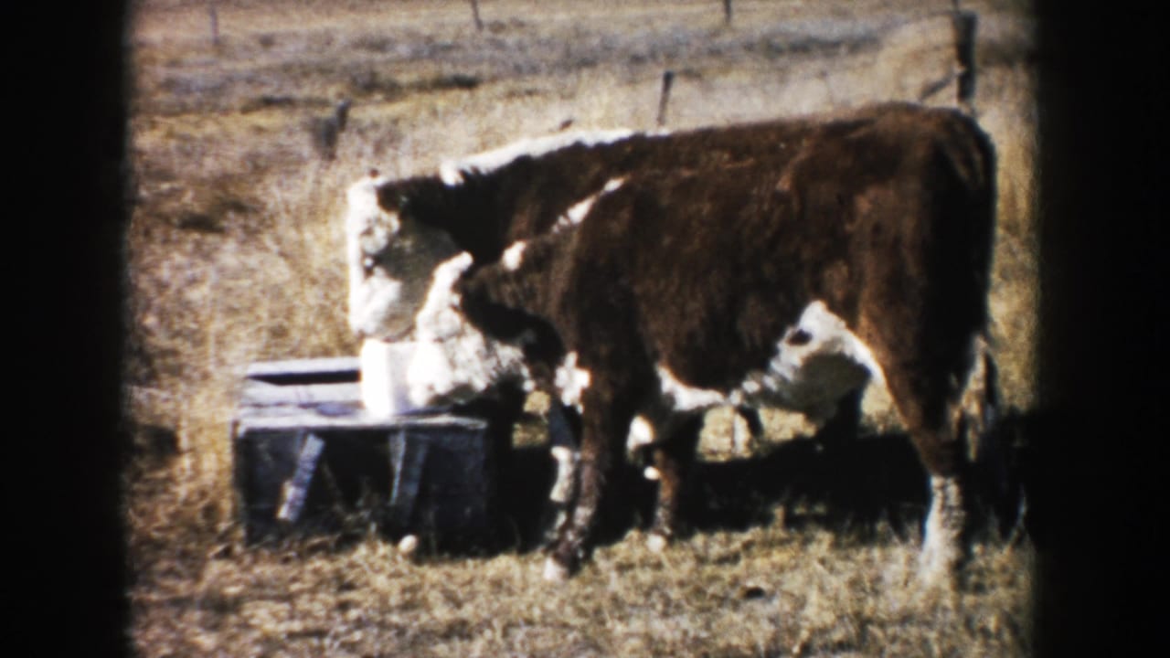 1953 South Dakota home-movie frame of a white-faced brown cow at a metal trough with dry grass and fencing behind it.