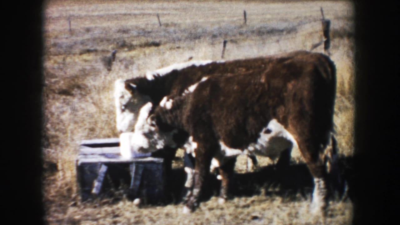1953 South Dakota 8mm frame with a brown and white cow beside a low trough, seen through soft grain and dark frame edges.