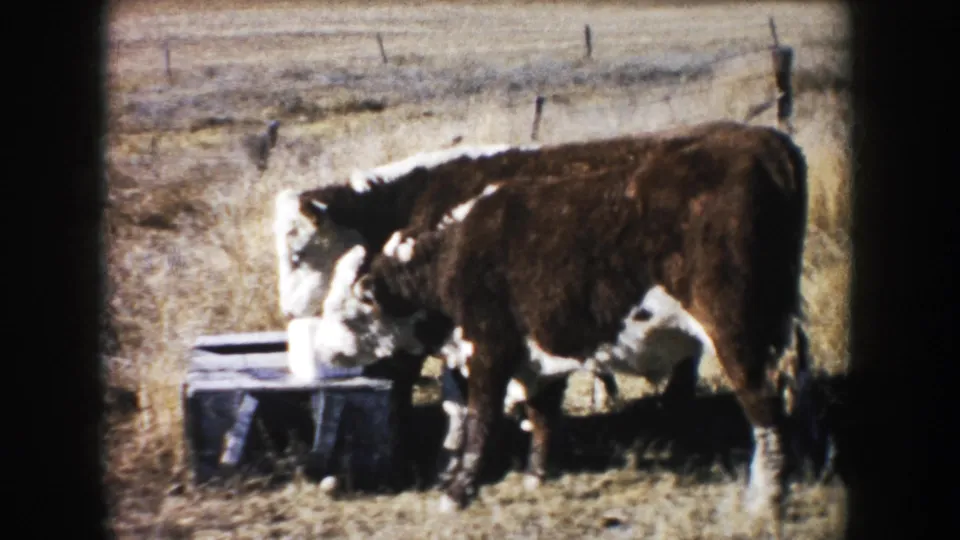 1953 South Dakota 8mm frame with a brown and white cow beside a low trough, seen through soft grain and dark frame edges.
