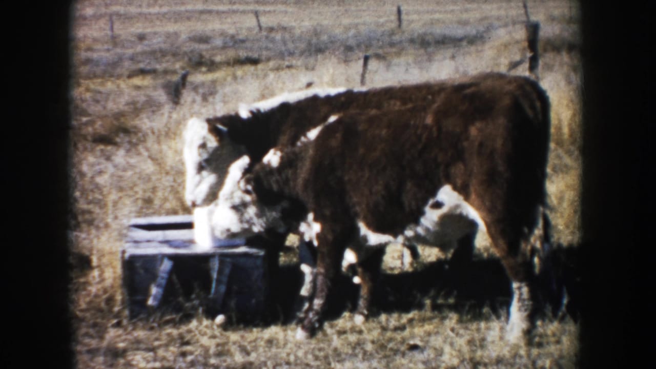 1953 South Dakota home-movie frame of a white-faced cow drinking or lowering its head beside a metal trough in dry pasture.