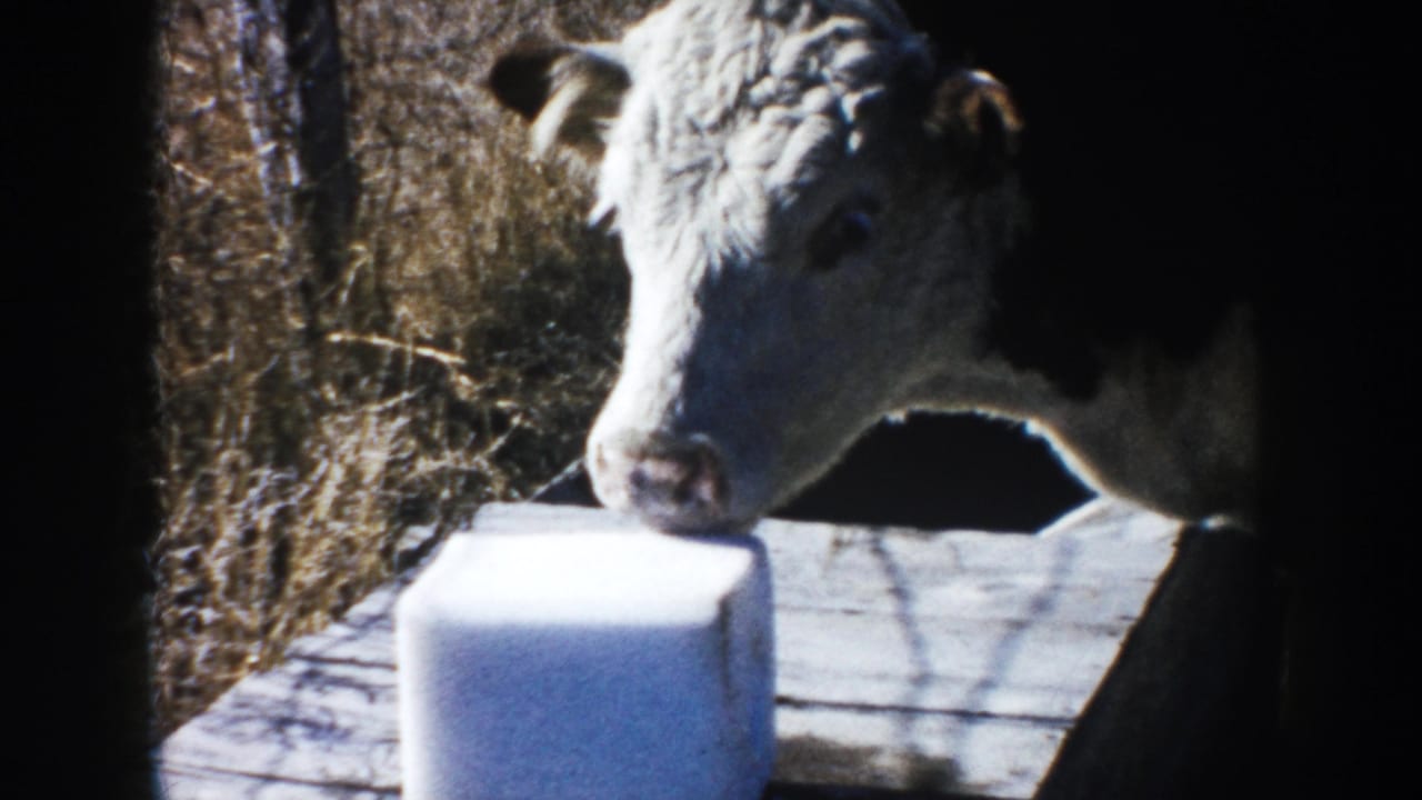 A calf in 1953 South Dakota farm footage sniffs a white block on a wooden surface in bright sunlight.