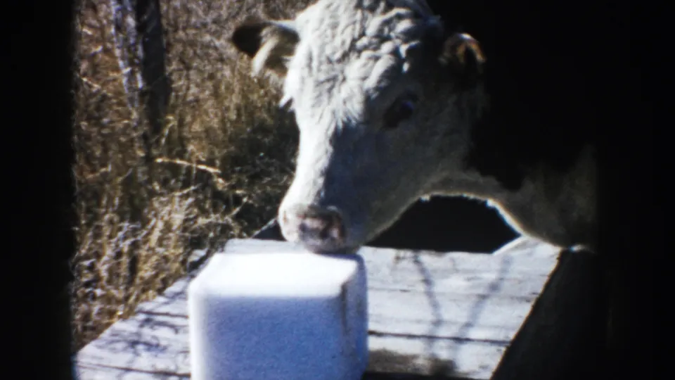 A calf in 1953 South Dakota farm footage sniffs a white block on a wooden surface in bright sunlight.