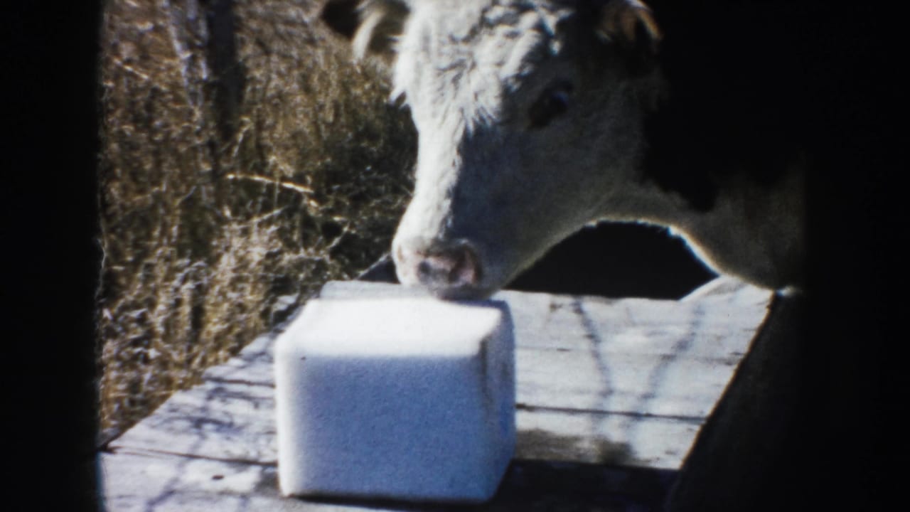 The calf remains close to the white block in a sunlit South Dakota farm setting, with dry grass in the background.