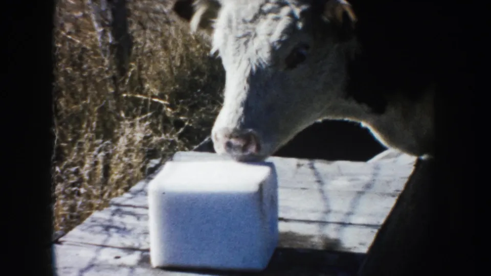 The calf remains close to the white block in a sunlit South Dakota farm setting, with dry grass in the background.
