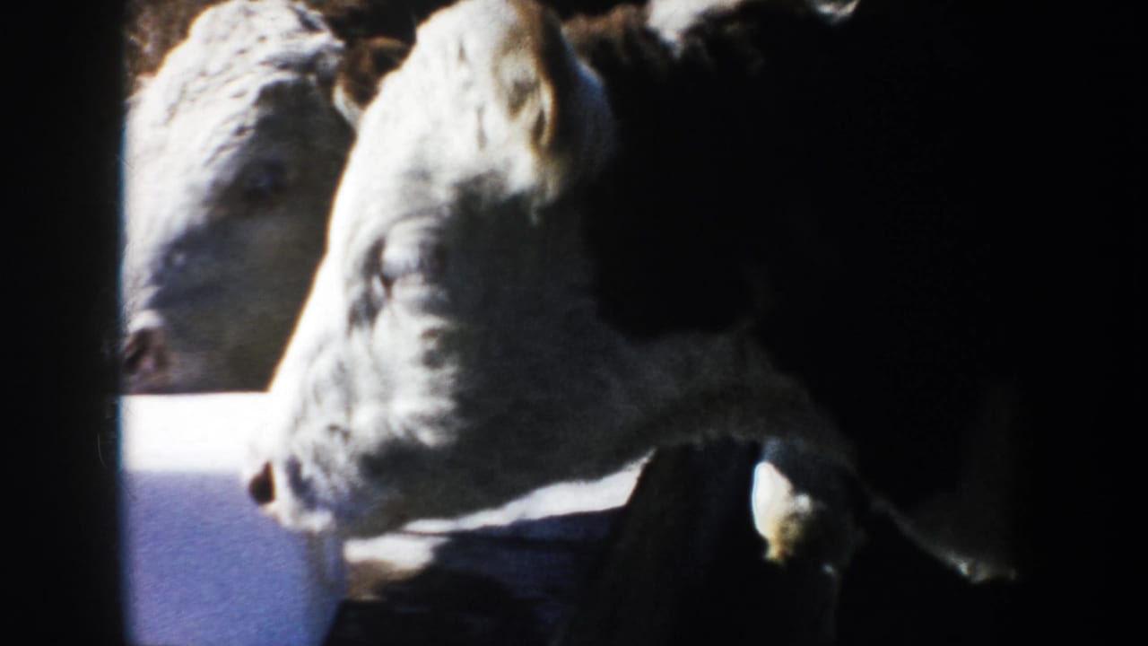 Two calves appear near the white block, one close to the lens, in grainy 1953 South Dakota farm footage.